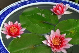 水火无情