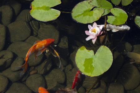 适合赏樱花时发的说说 樱花开了发朋友圈的句子集锦25句