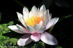 昉