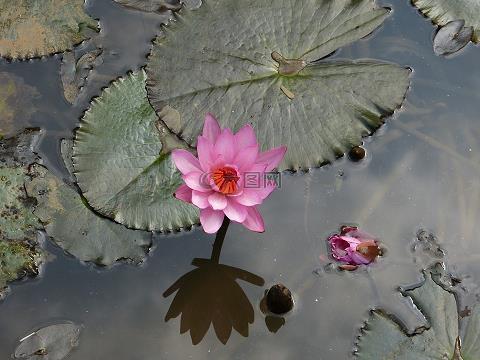 糁