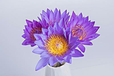 给同事的新年祝福语简短