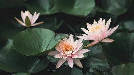 塍