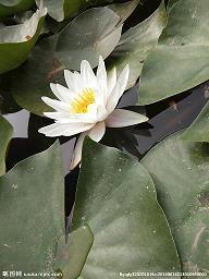 茑