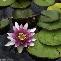 唯美伤感说说文字控句子27句