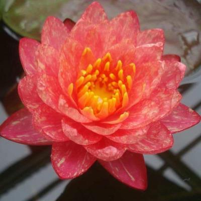 铃钹