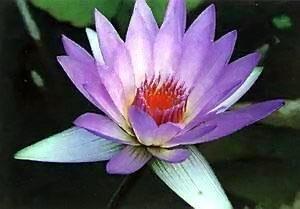 鹦母