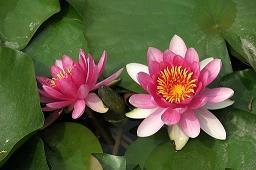 露蚕