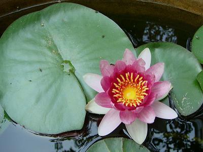 腊八节搞笑祝福语一句话简短精选(精选63条)