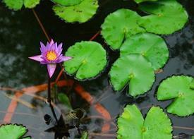 2021年清明节传统节日祝福语简短文案