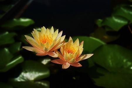 邵圃