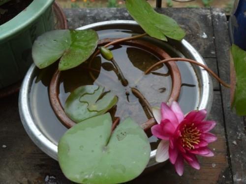 春节小孩祝老人祝福语