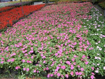 如花似月