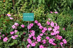 元旦2021抖音句子65句