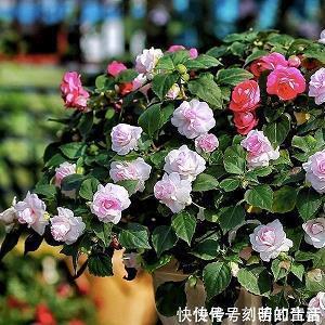 给同学的期末考试祝福语2020