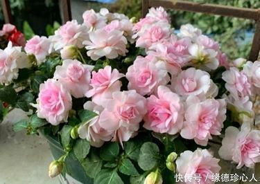 锹镢