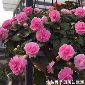高唱