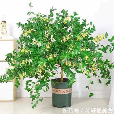纰疏