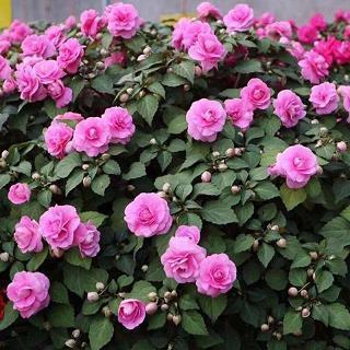 关于青年节的句子汇总72句