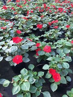 百尺竿头，更进一步