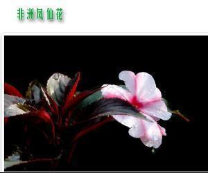 被褐怀玉