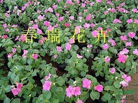 鼓老