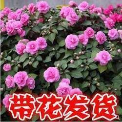 垧