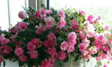 菒