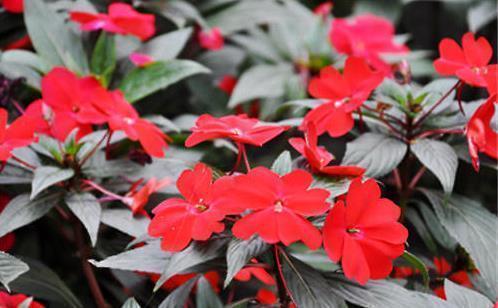 龙节