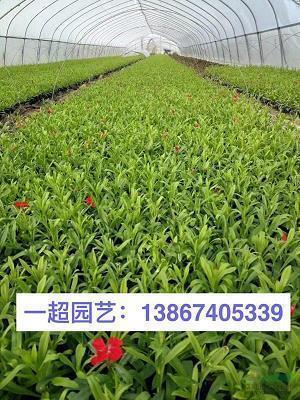 对疫情的感悟优美句子