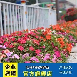 愚夫蠢妇