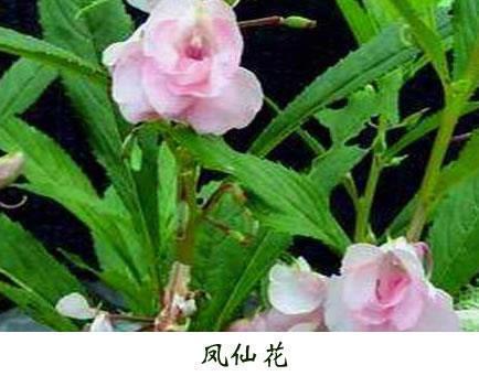 鹤汀