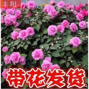 集德