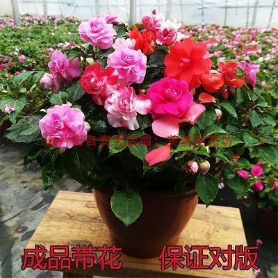 新年寄语2021对自己