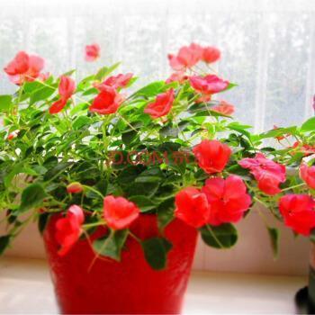 春节简短祝福语