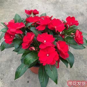 霸气个性说说心情短语 经典说说心情短语霸气(精选163句)