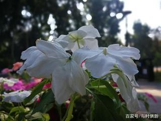胄绪