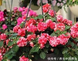 革图易虑