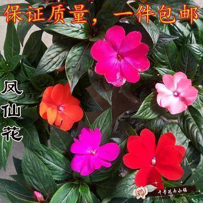 母亲节祝福语8字短句84句汇编36句