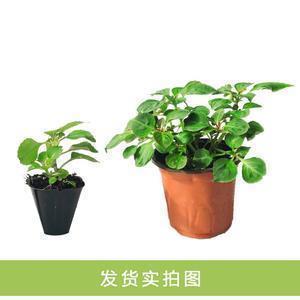 大寒时节朋友圈最新的问候祝福文案