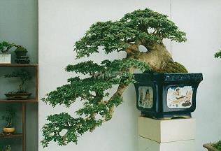 鷴