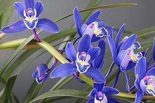 蒠