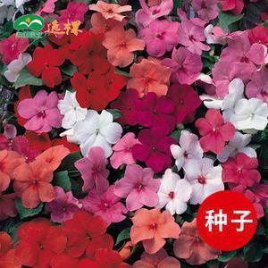 蜚遽