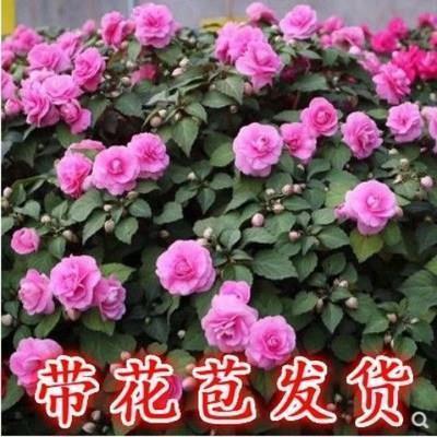 阖阊