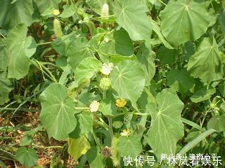 简短早上好的群发早安祝福语汇编41句