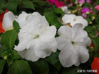 瓮听