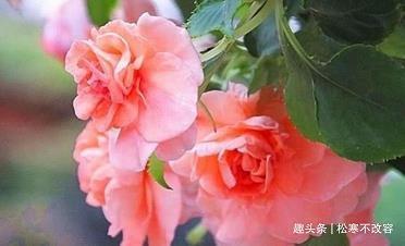 锓梓