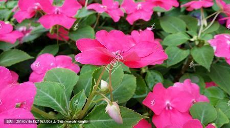 情人节撩人句子 2月14情人节表白句子(精选31句)