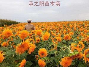 抖音里伤感的个性签名句子30句