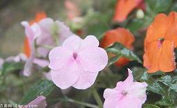 销售给客户中秋节祝福语(精选66条)
