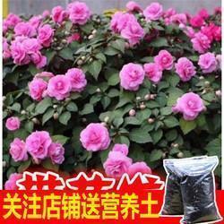 镂刻